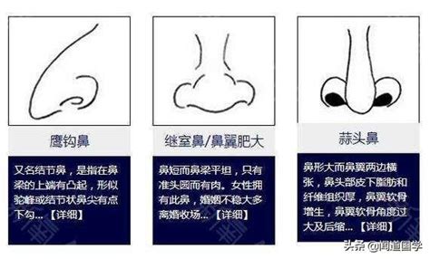 鼻孔形狀面相|面相學之鼻型解析、全面解讀鼻子與命運